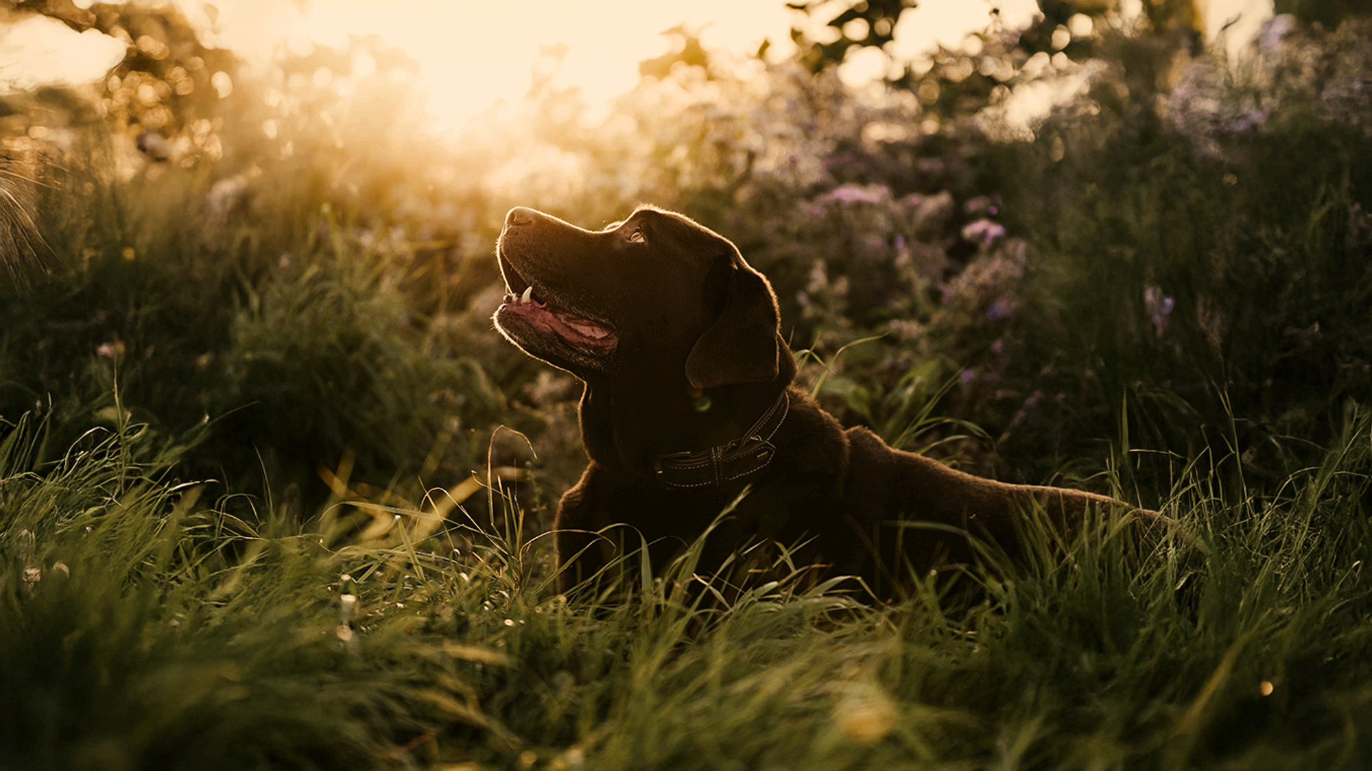 A chocolate Labrador resting in tall grass at golden hour