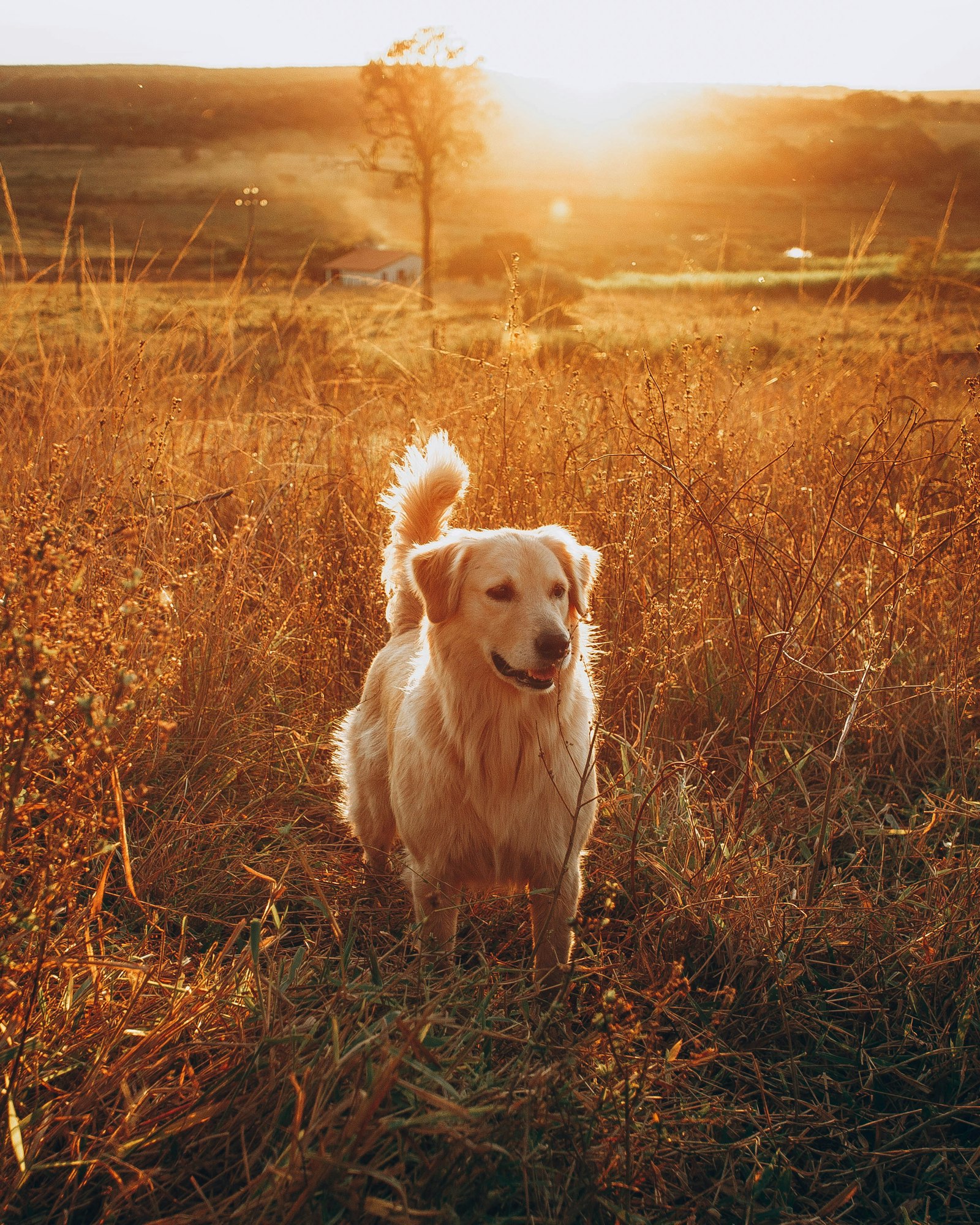 A calm working-breed dog standing in tall grass at golden hour